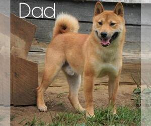 Father of the Shiba Inu puppies born on 09/07/2020