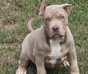 American Bully Puppy for sale in WALTERBORO, SC, USA