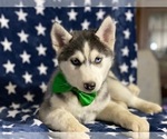 Small Photo #3 Sibercaan Puppy For Sale in LANCASTER, PA, USA