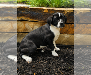 Australian Shepherd-Bulldog Mix Dogs for adoption in McKinney, TX, USA