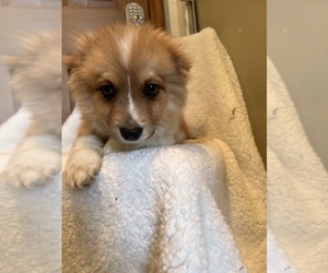 Australian Shepherd-Pomeranian Mix Puppy for Sale in BREMEN, Minnesota USA