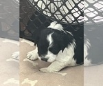 Puppy Puzzles Schnocker