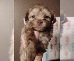 Small #2 ShihPoo
