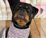 Small Photo #1 Rottweiler Puppy For Sale in Hillsboro, NH, USA
