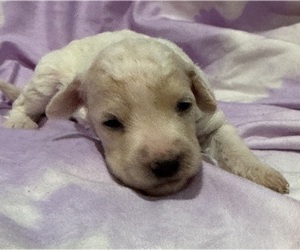 Miniature Bernedoodle Puppy for sale in LONGMONT, CO, USA