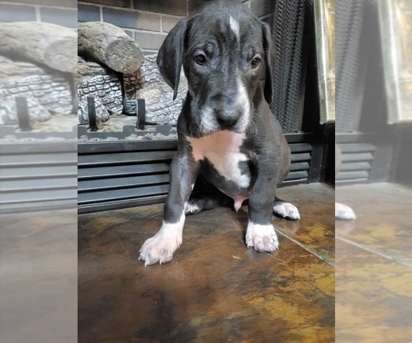 Medium Photo #2 Great Dane Puppy For Sale in LYERLY, GA, USA