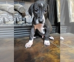 Small Photo #2 Great Dane Puppy For Sale in LYERLY, GA, USA