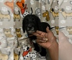 Puppy Nemo Labradoodle