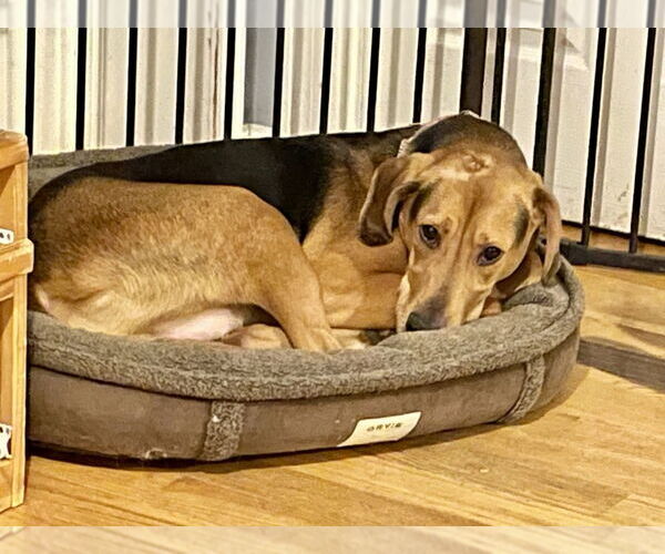 Medium Photo #4 Plott Hound Puppy For Sale in Brewster, NY, USA