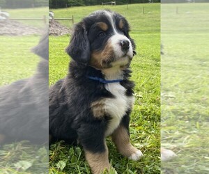 Bernese Mountain Dog Puppy for Sale in BRIDGEPORT, West Virginia USA