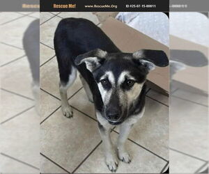 German Shepherd Dog-Unknown Mix Dogs for adoption in Benton, PA, USA