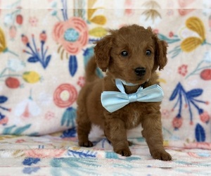 Goldendoodle (Miniature) Puppy for sale in LANCASTER, PA, USA