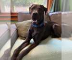 Small #1 Labrador Retriever Mix