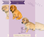 Small Photo #3 Golden Retriever Puppy For Sale in AZLE, TX, USA