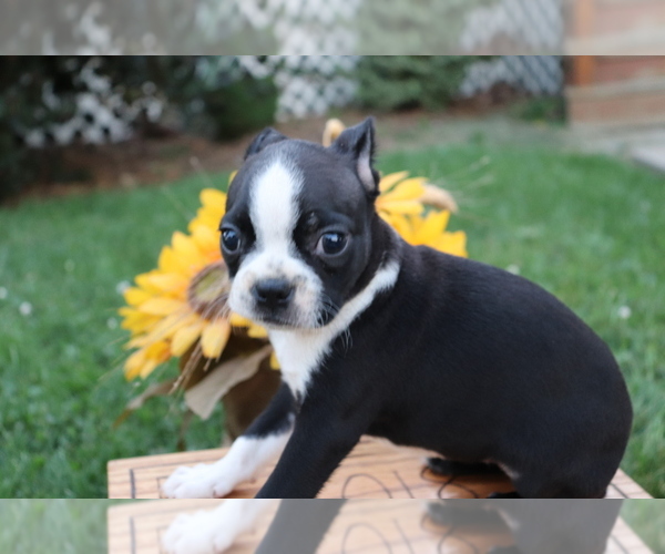 Medium Photo #1 Boston Terrier Puppy For Sale in SHILOH, OH, USA