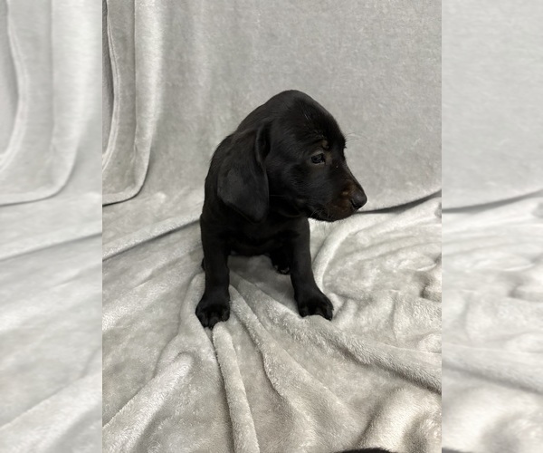 Medium Photo #8 Labrador Retriever Puppy For Sale in SIERRA VISTA, AZ, USA