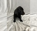 Small Photo #8 Labrador Retriever Puppy For Sale in SIERRA VISTA, AZ, USA