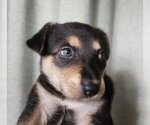 Small Photo #4 Mutt Puppy For Sale in Pacifica, CA, USA