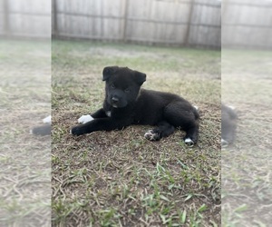 Akita Puppy for sale in WINTER HAVEN, FL, USA