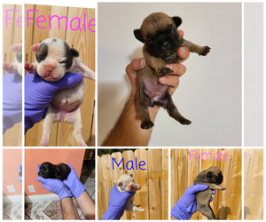 French Bulldog Puppy for sale in HESPERIA, CA, USA