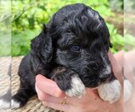 Small #6 F2 Aussiedoodle