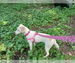 Small #5 Jack Russell Terrier Mix