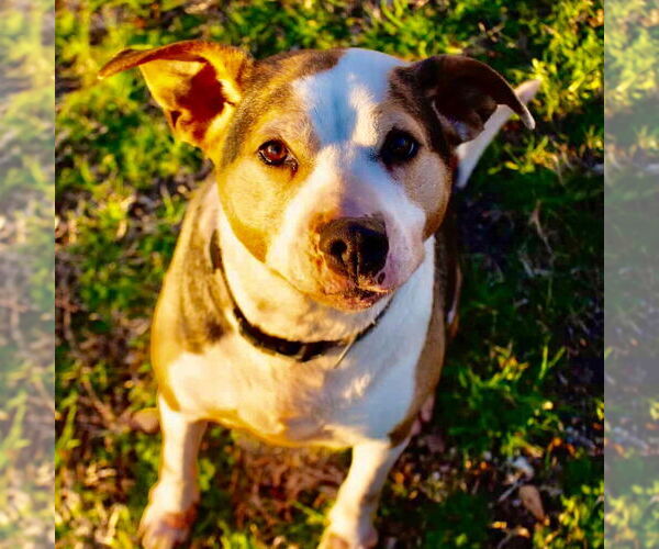 Medium Photo #7 Boxer-Unknown Mix Puppy For Sale in Canton, CT, USA