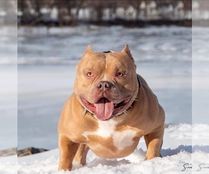 Father of the American Bully puppies born on 06/07/2022