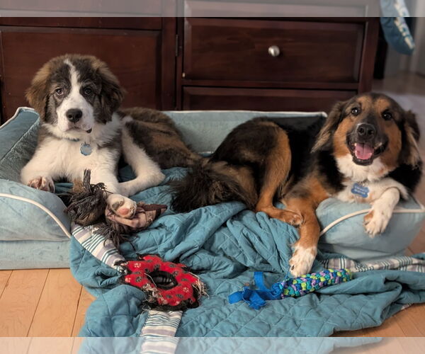 Medium Photo #4 Great Pyrenees-Unknown Mix Puppy For Sale in Greenville, SC, USA