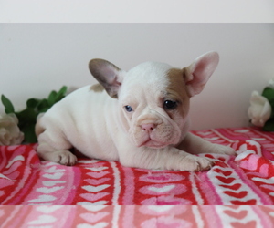 French Bulldog Puppy for sale in SHILOH, OH, USA