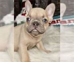 Small #12 French Bulldog