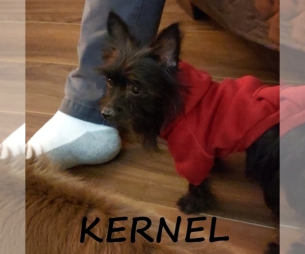 Medium Photo #3 YorkiePoo Puppy For Sale in HARTLAND, MN, USA