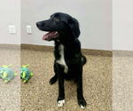 Small #1 Border Collie Mix