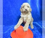 Small Photo #1 Goldendoodle (Miniature) Puppy For Sale in GROVESPRING, MO, USA