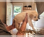 Small #4 Golden Pyrenees-Golden Retriever Mix