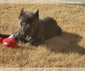 Cane Corso Puppy for sale in MADISON, AL, USA