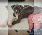 Puppy 0 American Staffordshire Terrier-Cane Corso Mix