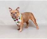 Small Bulldog Mix