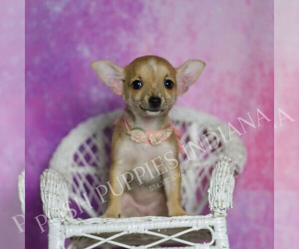 Medium Photo #9 Chihuahua Puppy For Sale in WARSAW, IN, USA