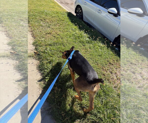 Medium Photo #6 German Pinscher-Unknown Mix Puppy For Sale in Woodland Hills, CA, USA
