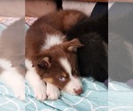 Small Photo #4 Australian Shepherd Puppy For Sale in MARIANNA, FL, USA