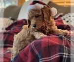 Small #2 Goldendoodle (Miniature)