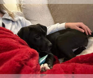 Tally - Female Labrador Retriever-Unknown Mix Dog for Adoption - Photo #8