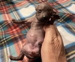 Small Photo #3 Chinese Crested Puppy For Sale in SOUTHERN PINES, NC, USA