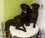 Small #1 Labrador Retriever-Retriever  Mix