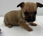 Small Photo #3 Chorkie Puppy For Sale in SAINT AUGUSTINE, FL, USA