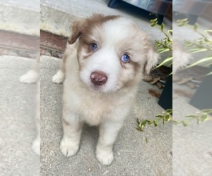 Australian Shepherd Puppy for sale in ARMADA, MI, USA