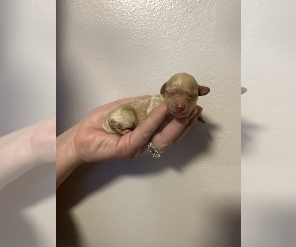 Medium Photo #3 Poodle (Toy) Puppy For Sale in ALEXANDRIA, VA, USA