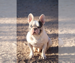Father of the French Bulldog puppies born on 06/03/2025