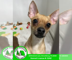 Chihuahua-Unknown Mix Dogs for adoption in Stroudsburg, PA, USA